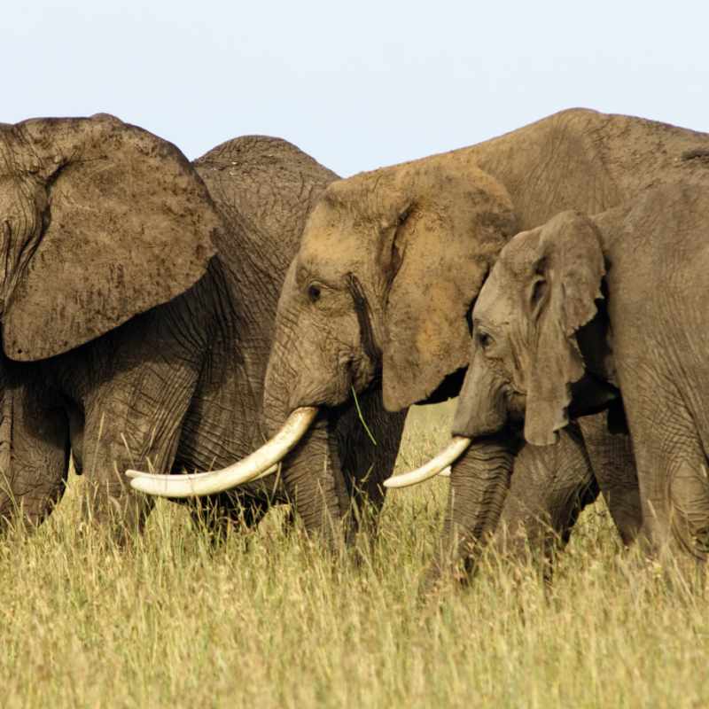 Masai Mara 