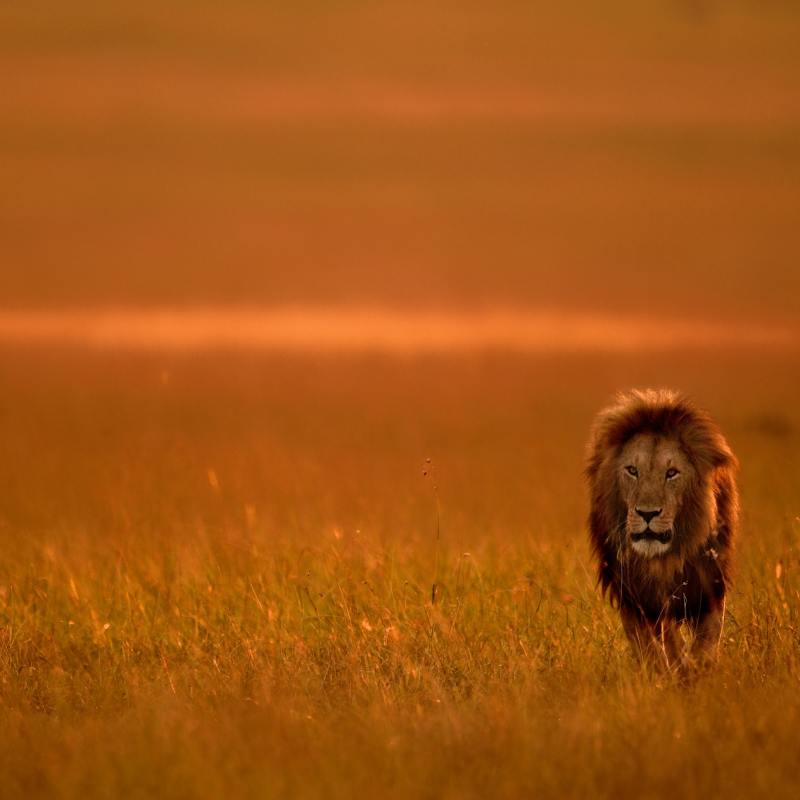 Lion in Masai Mara