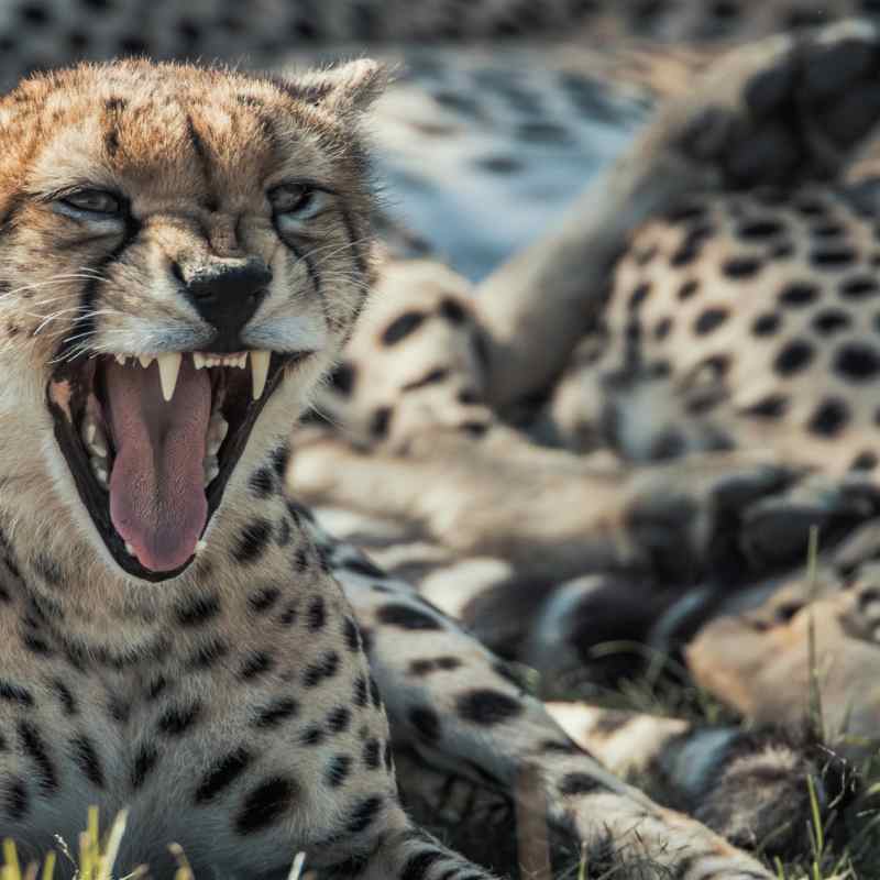 Cheetah in the Mara 