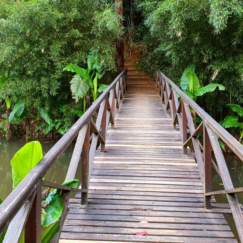 Vakona Forest Lodge- 10