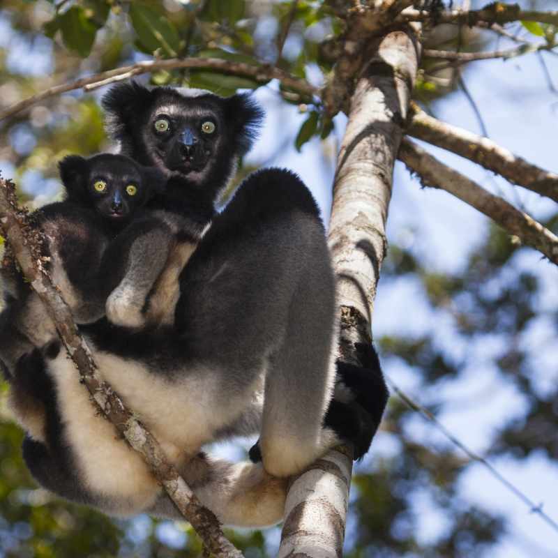 Indri - Rainforest and Reefs