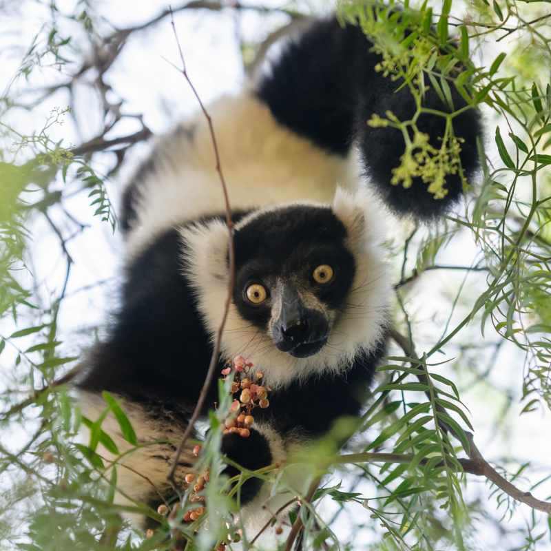 Black and white ruffed lemur 