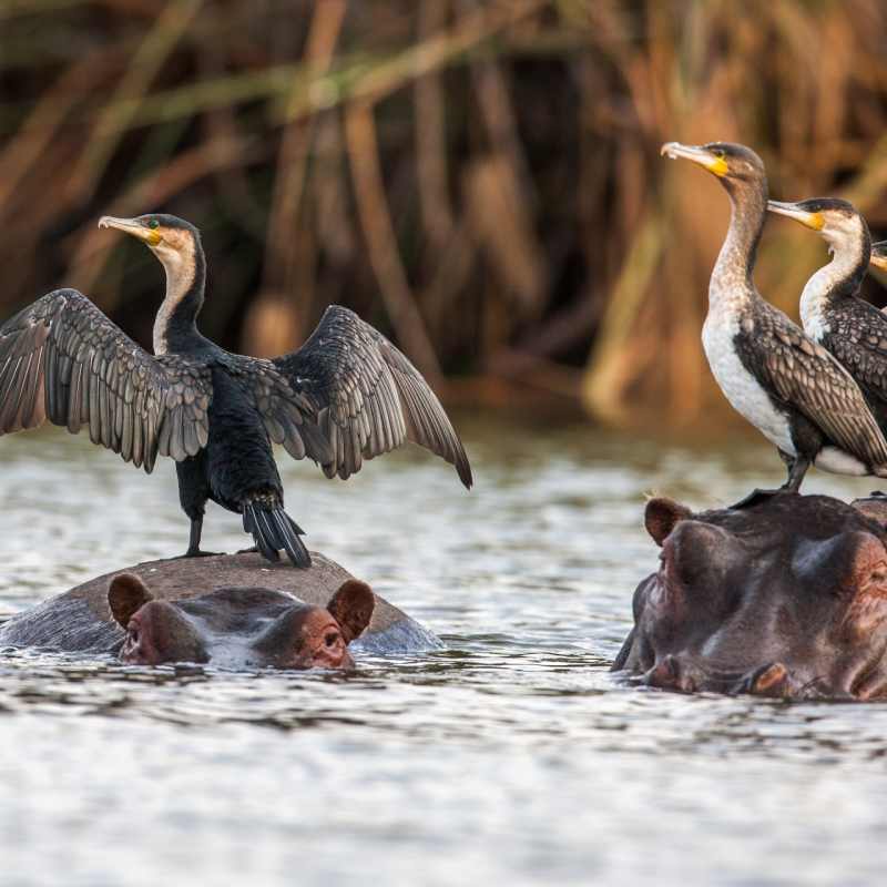 Luangwa National Park 