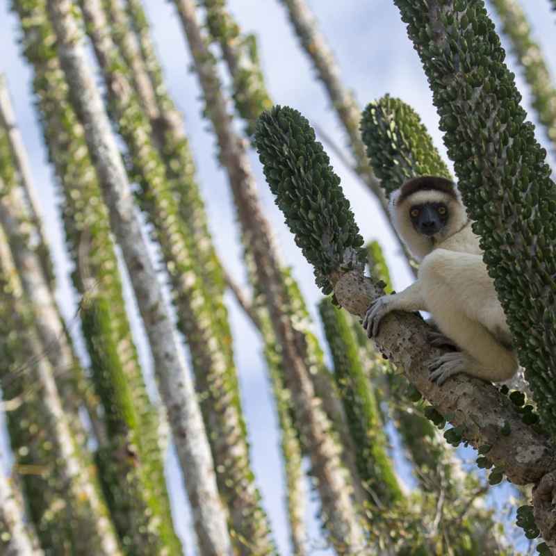 Spiny forest - Madagascar's Baobabs and Butterflies