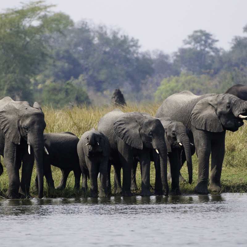 Elephants on the banks of river 