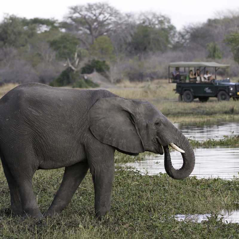 Game drive in Liwonde 
