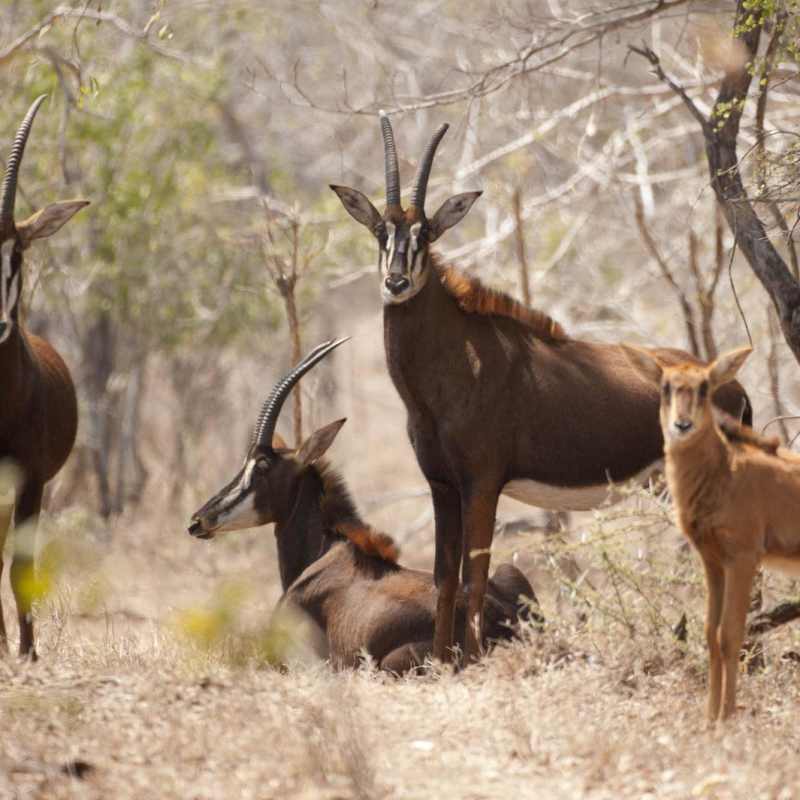 Majete Wildlife Reserve - Malawi Safari and Lake 