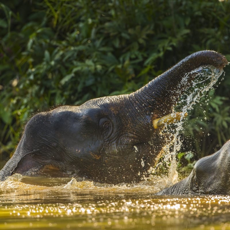 Pygmy Elephants - Tabin Wildlife Resort