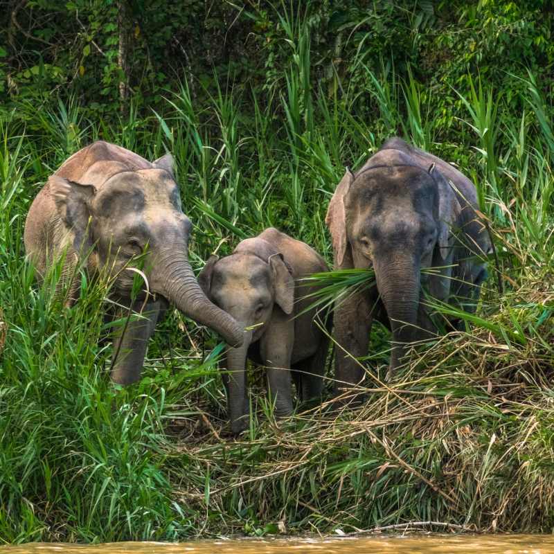 Pygmy Elephants -