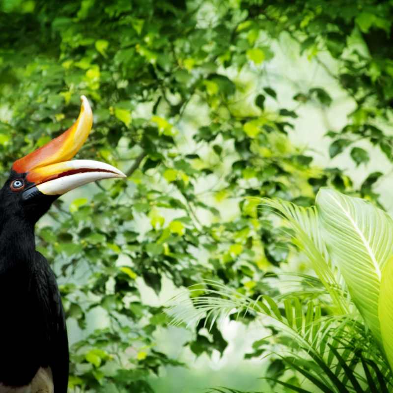 Hornbill Bird 