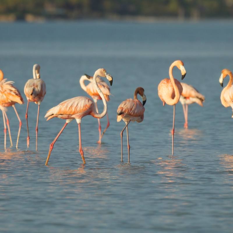 Celestun Biosphere Reserve - 