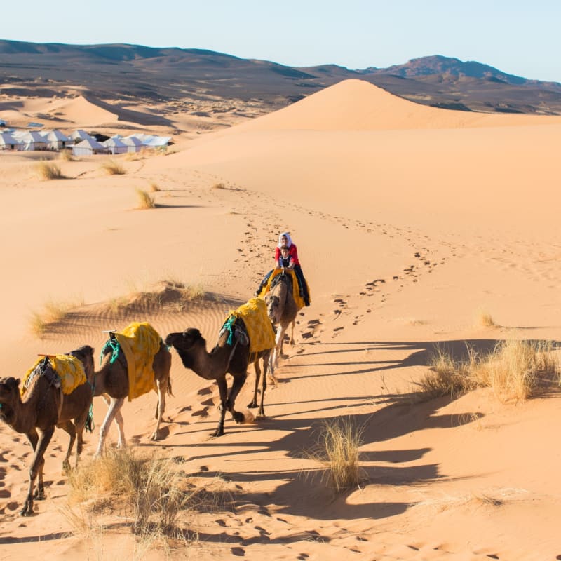 Camels - Desert Luxury Camp