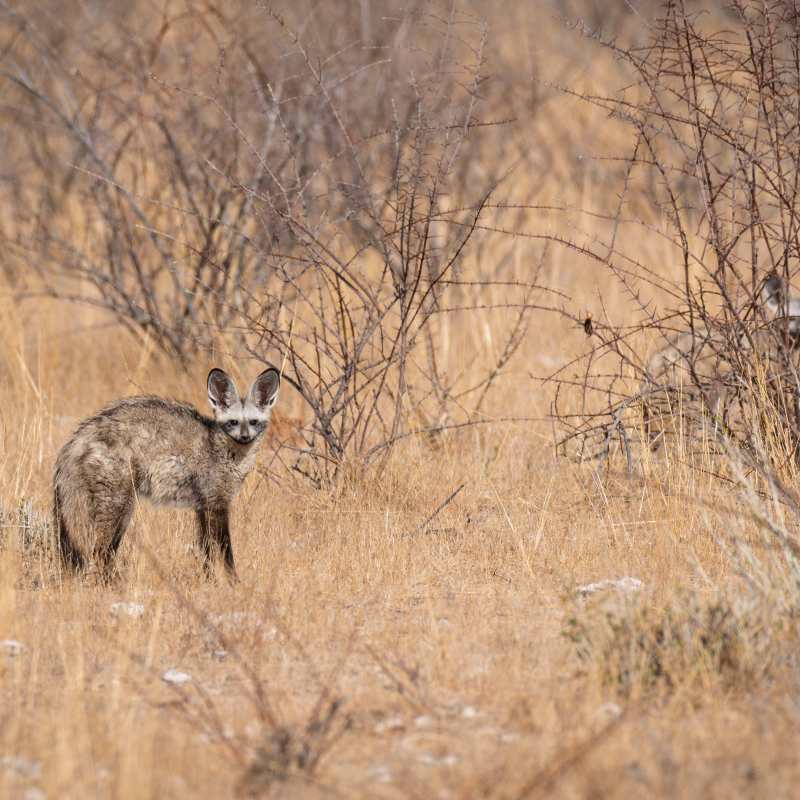 Etosha Mountain Lodge- 5