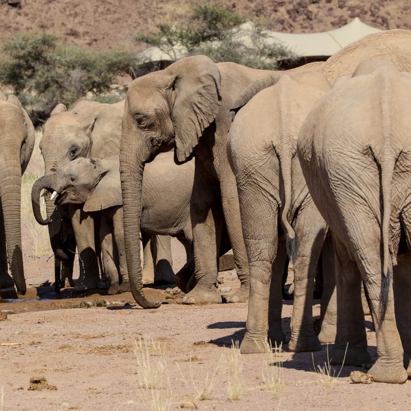 Desert-adapted elephant 