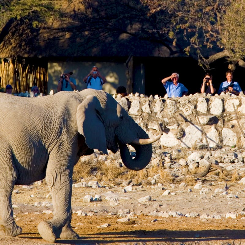 Elephant at waterhole - Okaukuejo Restcamp