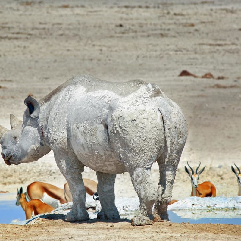 Rhino at waterhole - Okaukuejo Restcamp