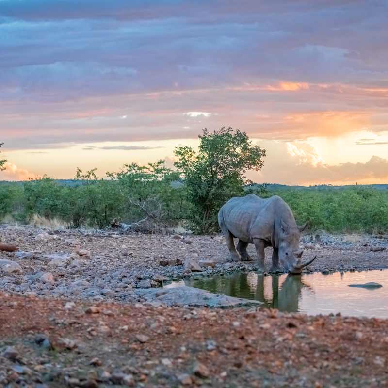 Ongava Lodge- 10