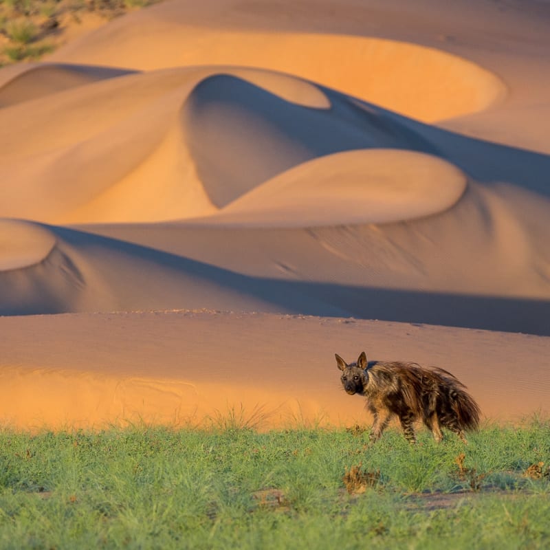 Aardwolf - 