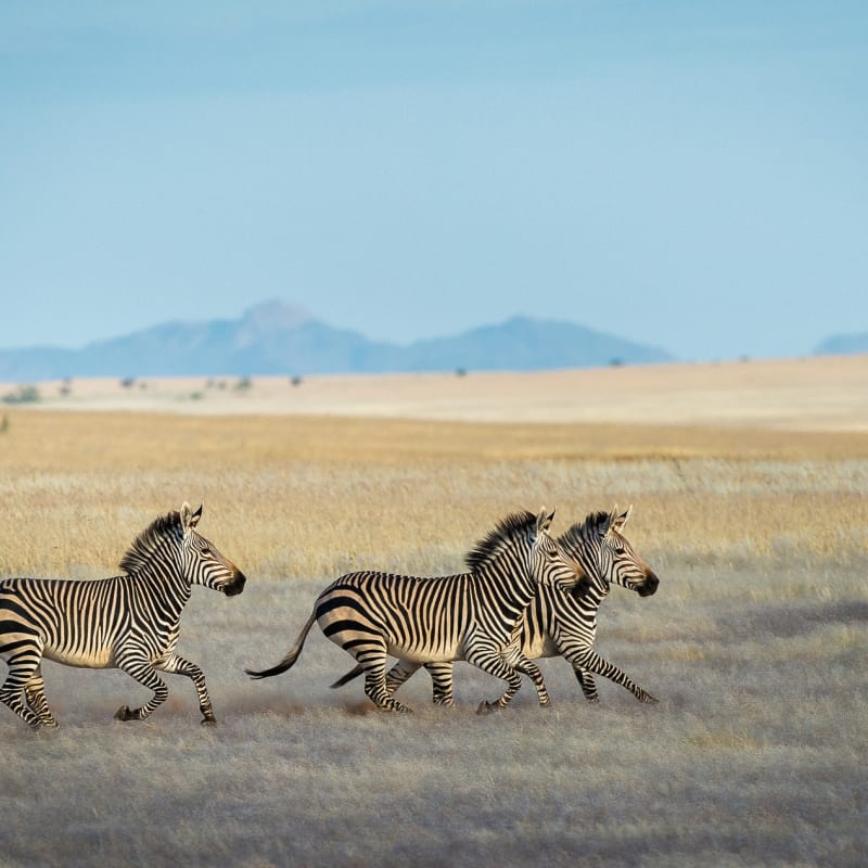 Zebra - 