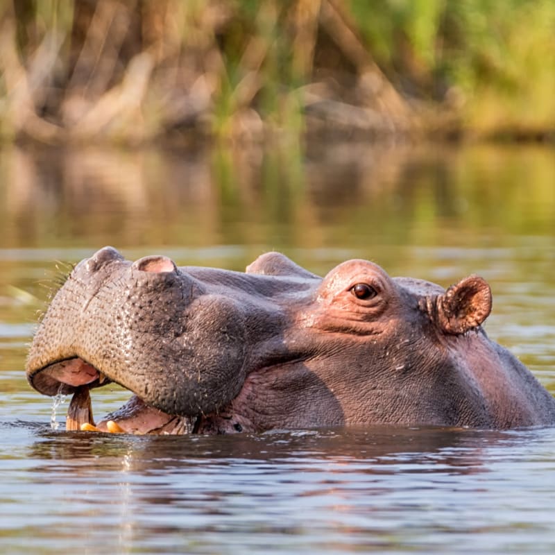 Hippo in the river - Shametu River Lodge & Campsite