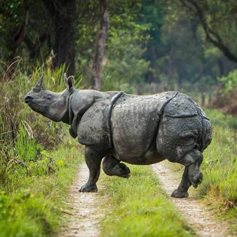 Meghauli Serai, Taj Safaris- 18