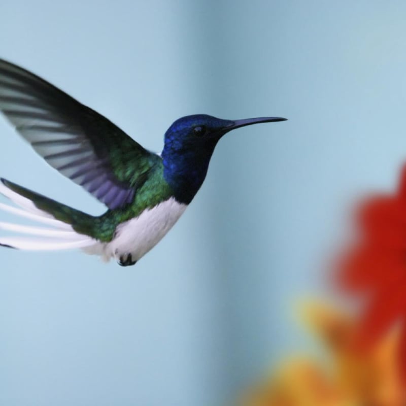 Wildlife of Panama
