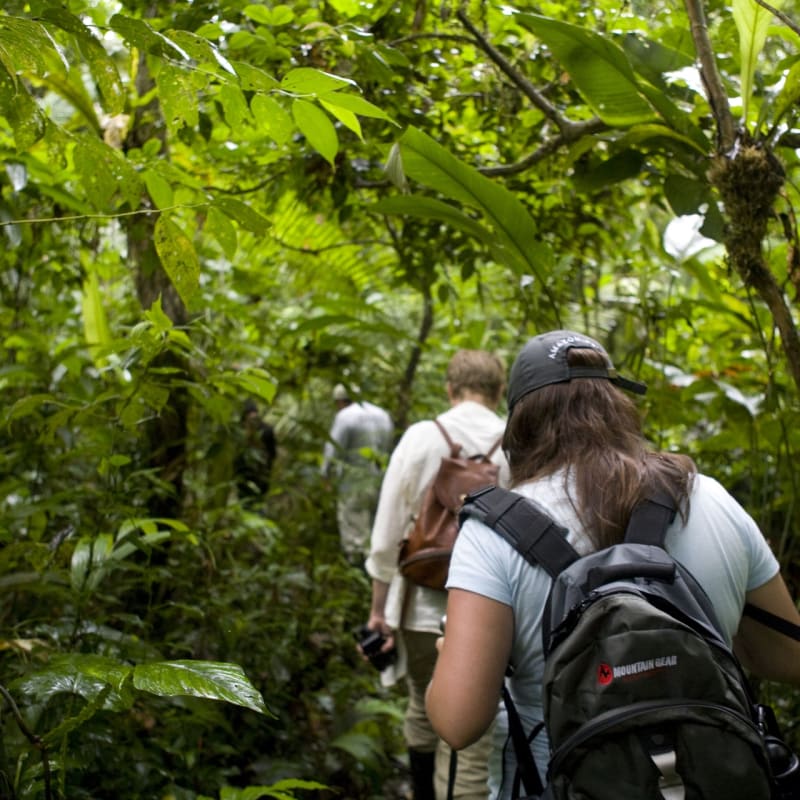 Jungle Trekking  