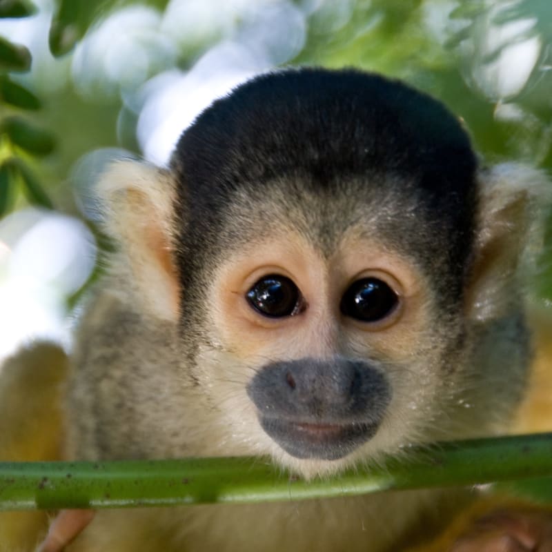 Squirrel Monkey - Delfin III