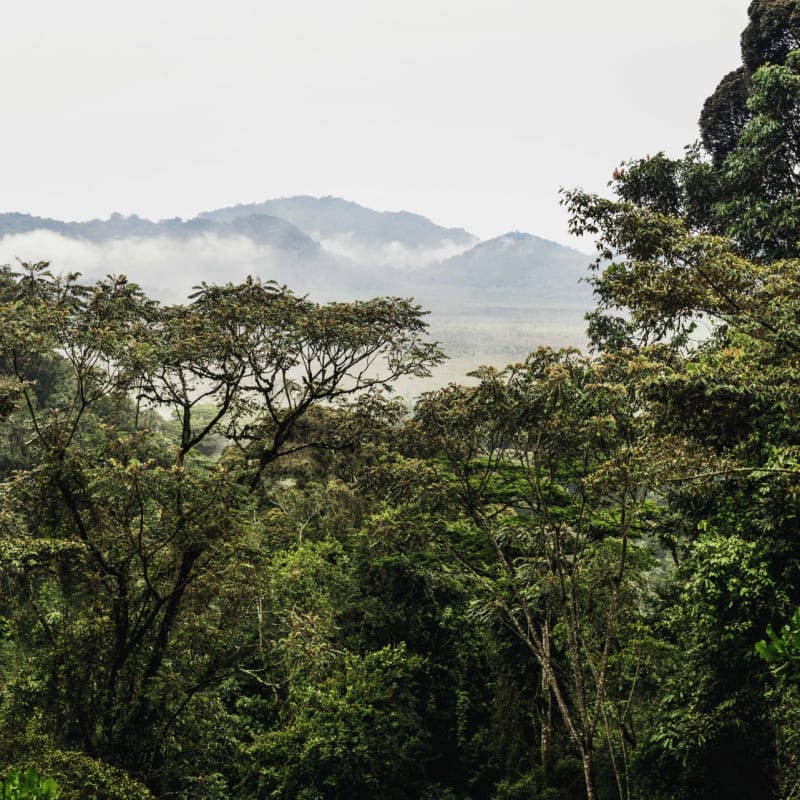 Forest - Nyungwe House