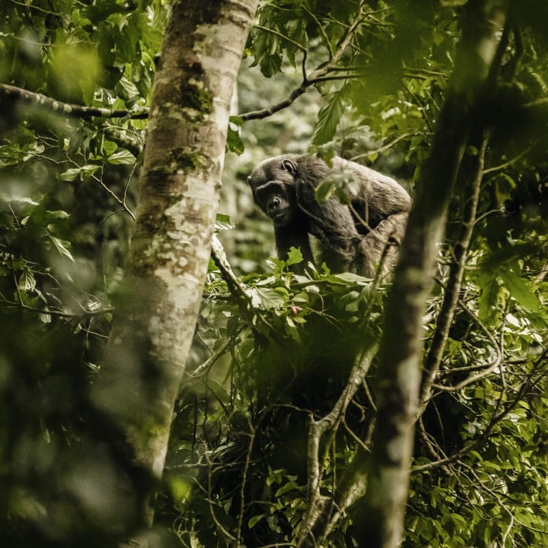 Chimp Trekking - Nyungwe House