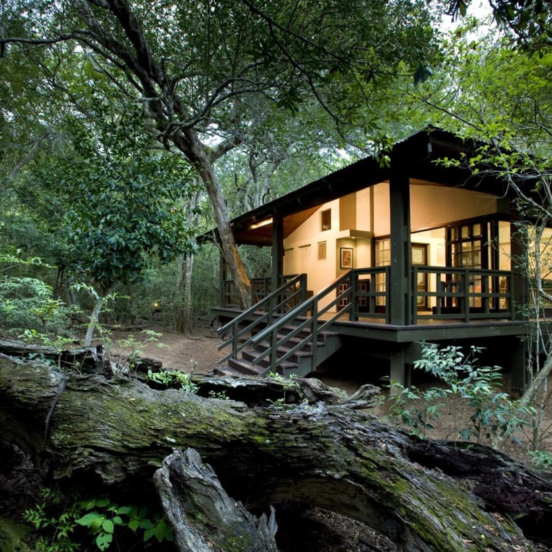 Suite - Phinda Forest Lodge