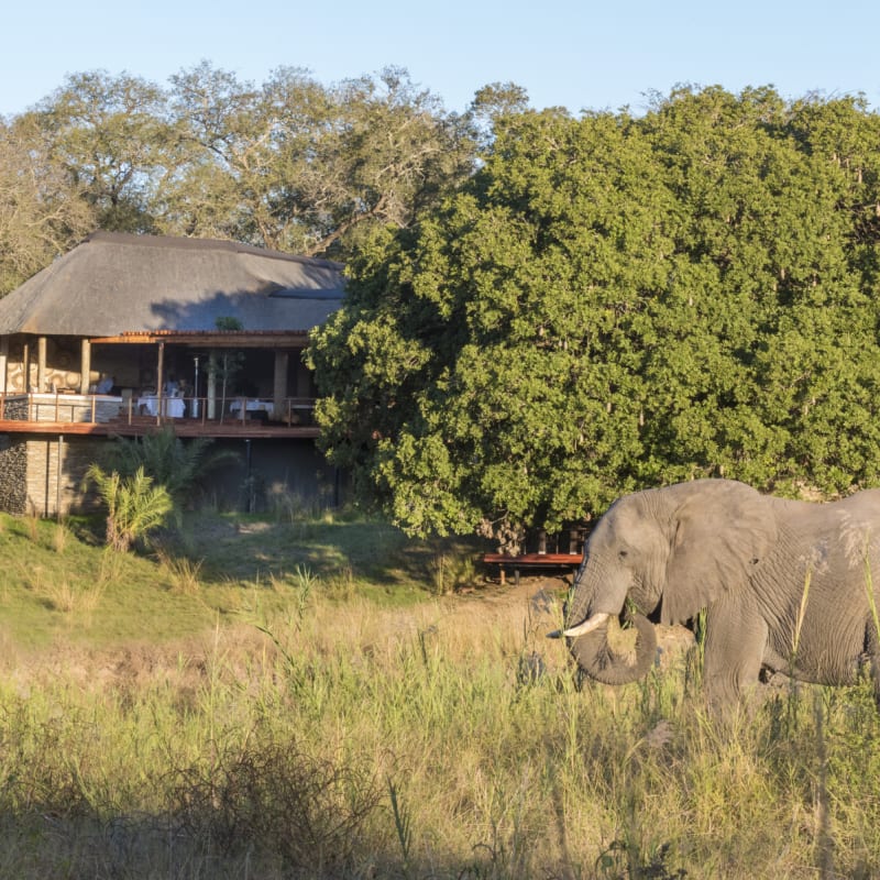 Dulini elephant  