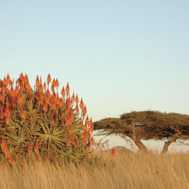 Aloe 