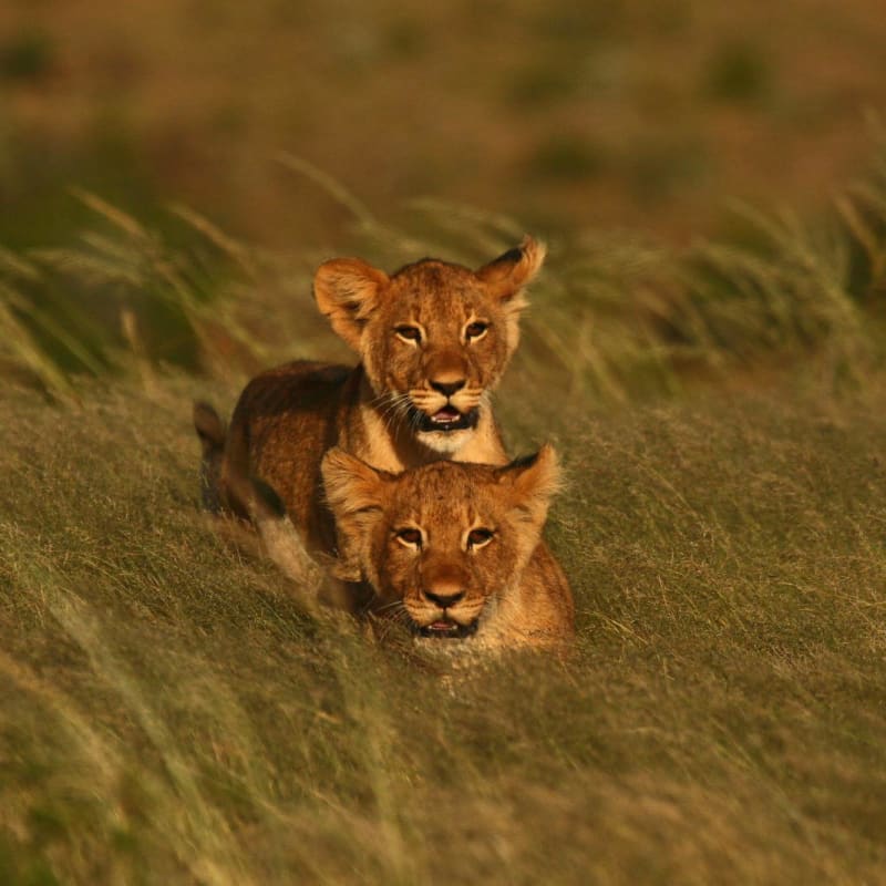 Lion cubs - Kwandwe Ecca Lodge