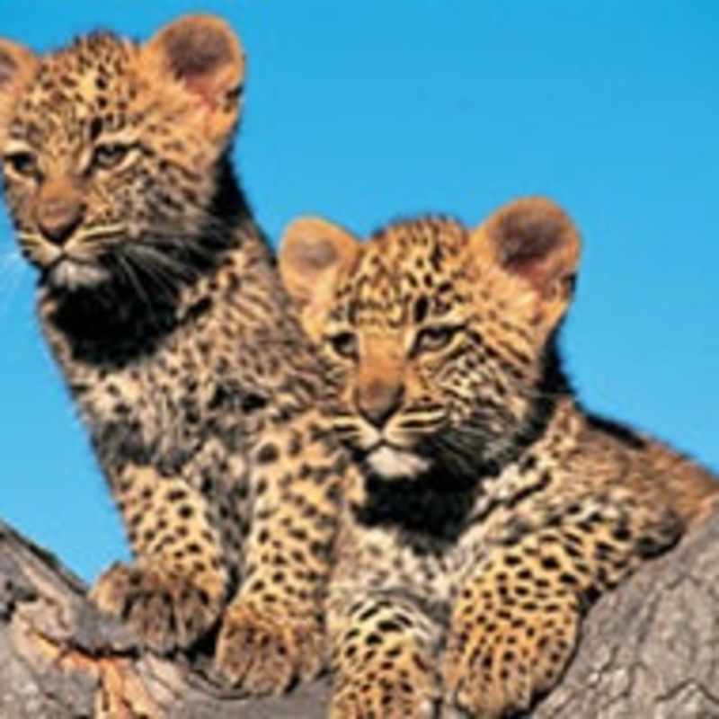 Londolozi Private Game Reserve- 24