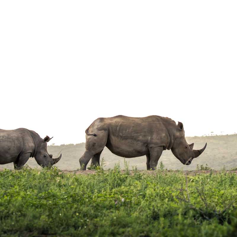 Rhino Ridge Safari Lodge- 7