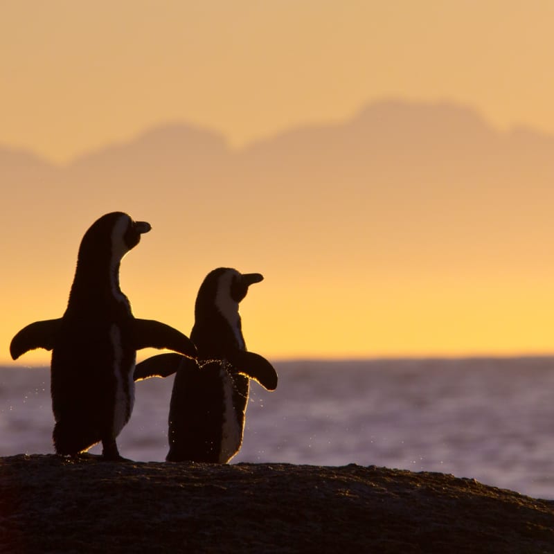Penguins at Boulders beach 