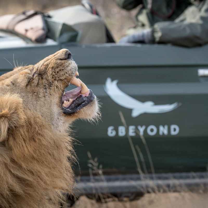Beyond Safari 