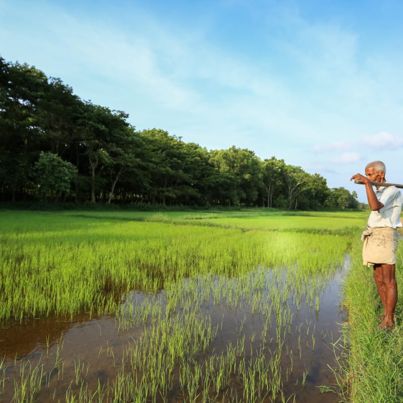 Local Life - Horathapola Estate