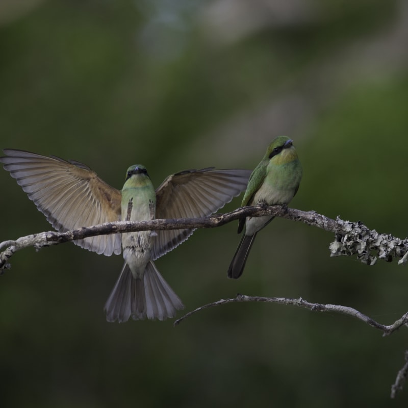 Bird Species - Wilpattu National Park