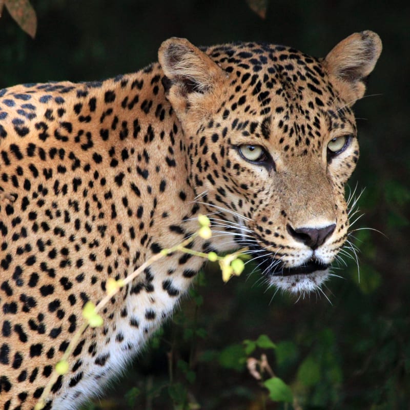 Incredible Wildlife - Leopard Trails