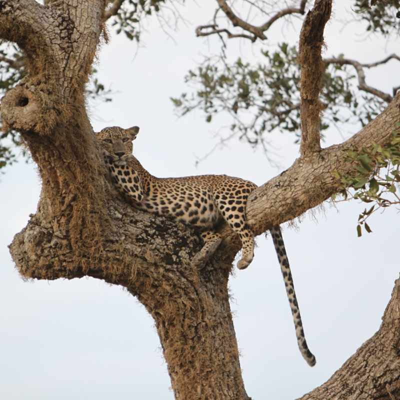 Leopard - Lazy Days and Leopards on Sri Lanka's South Coast