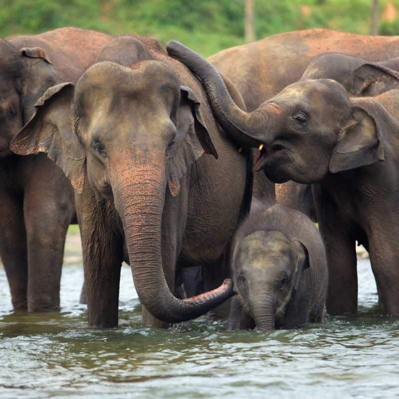 Gal Oya National Park - Sri Lanka 
