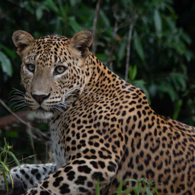 Leopard - Sri Lanka  