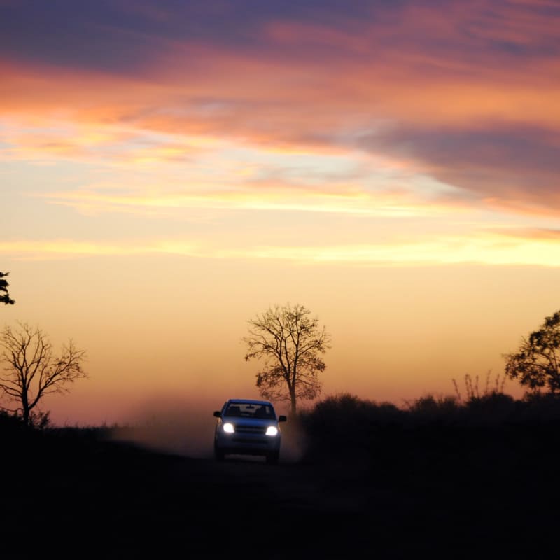 Night safari 