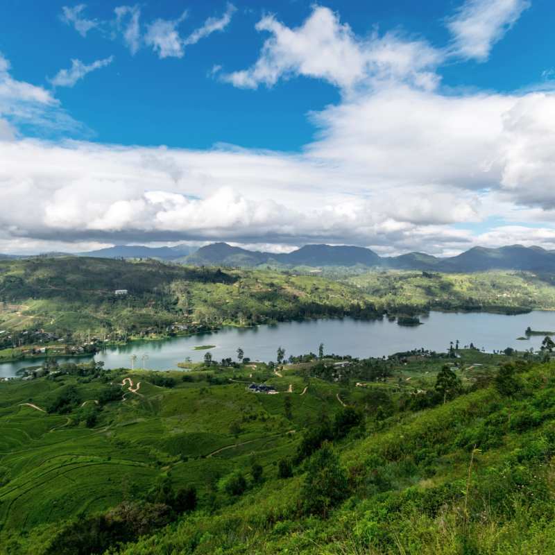 View over Camellia Hills 