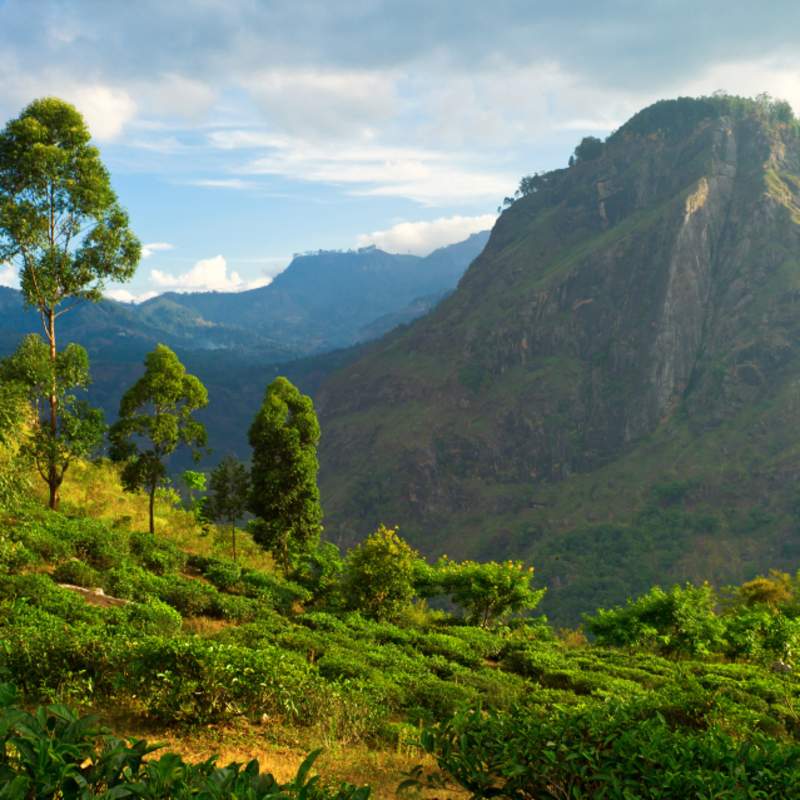 Tea Country 