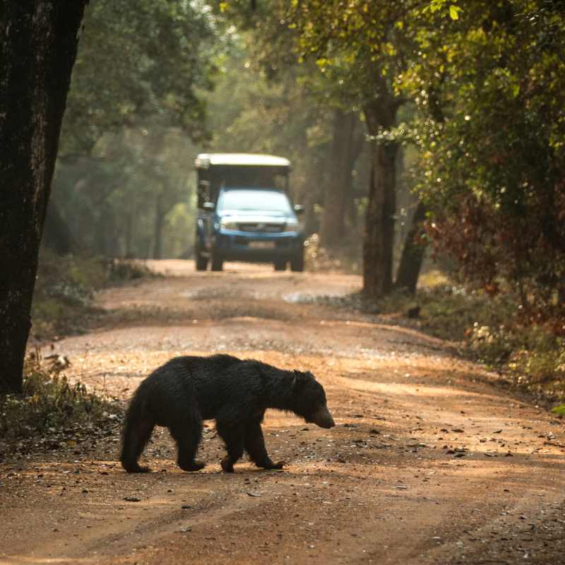 Sloth Bear 