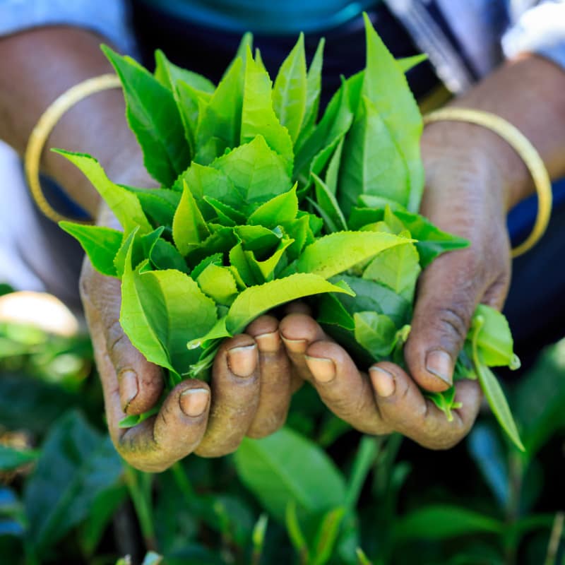 Tea Country  