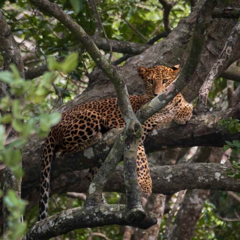 Leopard - Sri Lanka  